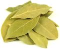 Green Dried Bay Leaf