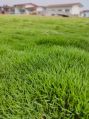 Korean Lawn Grass