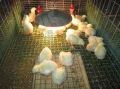 Poultry Chick Cage