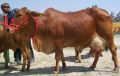 Sahiwal Cow