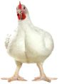 Live Broiler Chicken
