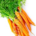 Fresh Carrot