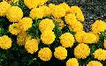 Fresh Marigold Flowers