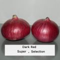Fresh Red Onion Seed