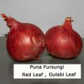 Puna Fursungi Red Leaf Onion Seed