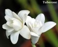 Tuberose Flower