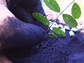 Indigo Leaf Powder