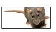 Rodents control Services