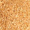 Sortex Clean Wheat Seeds