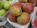 Fresh Chaubattia Anupam Apple