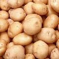 Bulky fresh potato