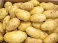 Export quality potato