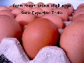 Egg, Brown Egg, Indian Poultry Egg, Brown Shell Egg, Indian White Eggs