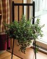 PD-03 wrought iron plant stand