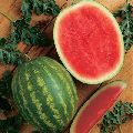 F1 hy watermelon seed