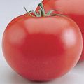 only hy tomato seed