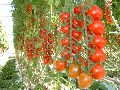 Tomato hy seed