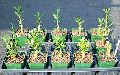 plant growth regulator