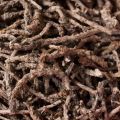 Picrorhiza Kurroa Root