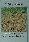 Madhuri-115 Paddy Seeds