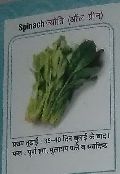 Jyoti Fresh Spinach