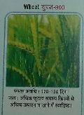 Suraj-300 Wheat Seeds