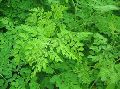 Moringa Fresh & Dry leaves
