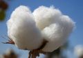 raw cotton