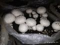 Creamy Button Mushroom Spawn