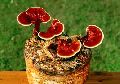 Common Ganoderma Mushroom Spawn