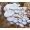 Fresh Oysters Mushroom