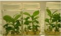 Tissue Cultured Teak Plant