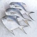 Fresh Silver Pomfret Fish