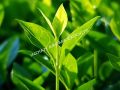 Natural Tea Tree Essential Oil