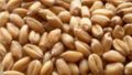 Wheat Seed (WH-711)