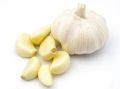 fresh garlic