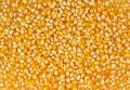 Yellow Maize Seed