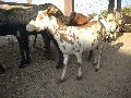 White barbari female goat