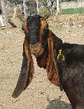 Kota female goat