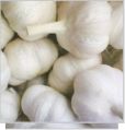 Fresh Himachal Garlic