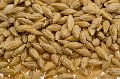 Healthy Indian Barley Seeds