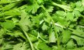 fresh coriander leaves