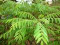 Fresh Curry Leaves