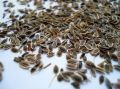 Dill Seeds