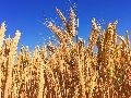 Barley Wheat Seeds