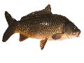 Fresh Common Carp Fish