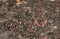 vermicompost