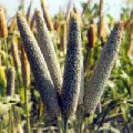 Hybrid Millet Seeds