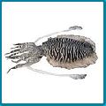 Cuttle fish (Sepia pharaohnis)