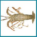 Spiny lobster whole
